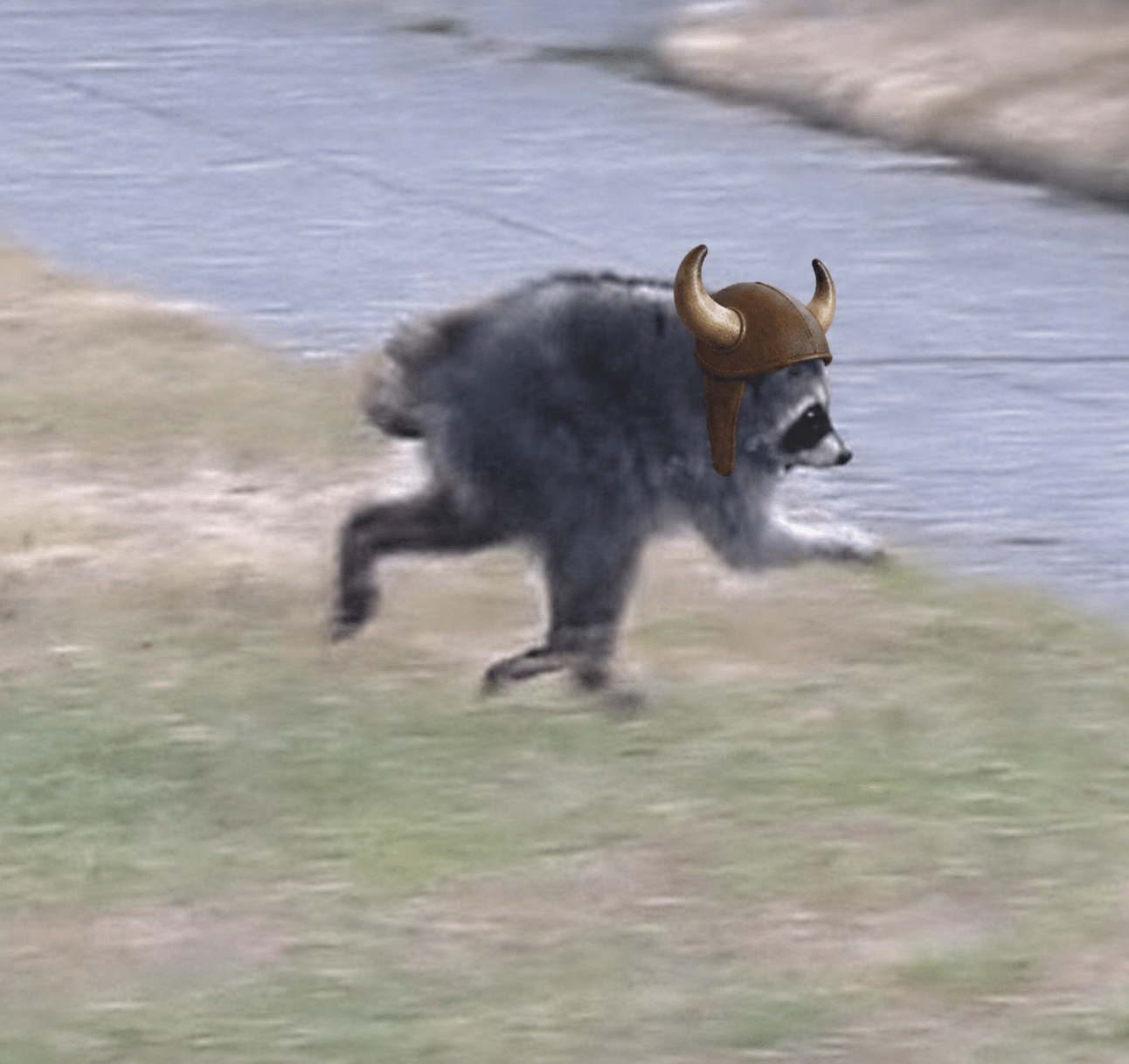 Jimothy The Bull — a raccoon wearing a horned bull helmet, mid-charge